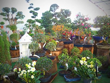 Assortimento bonsai