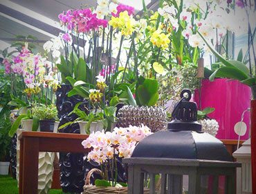 Assortimento floreale