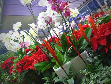 Orchidee assortite