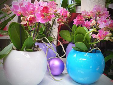 Vasi orchidee