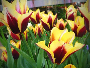 Tulipani gialli
